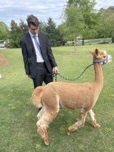 Rich Daw dressed in suit and tie walking an alpaca