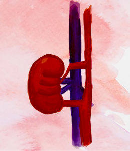 A watercolor painting of a kidney