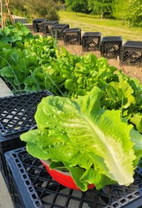Ag Education 4: Elementary School Lettuce Harvest - May 18, 2022 - Raleigh, NC