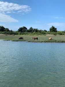 Wild horses on Shackleford Banks national seashore, NC while taking a vacation this summer