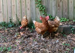 My new chicken daughters: Frittata, Omelette, and Quiche!