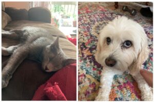 Rho (gray cat on the left) and Taylor (senior dog on the right) are the two pets that I have taken care of this summer. They have both been great companions while I recovered from COVID