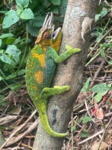 A green lizard clings to a tree
