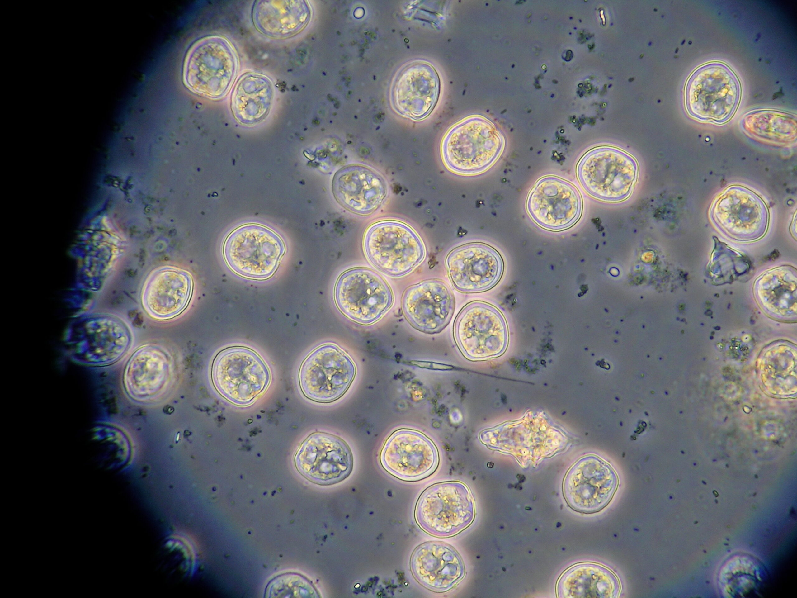 Phytoplankton diversity is linked to function, but how?