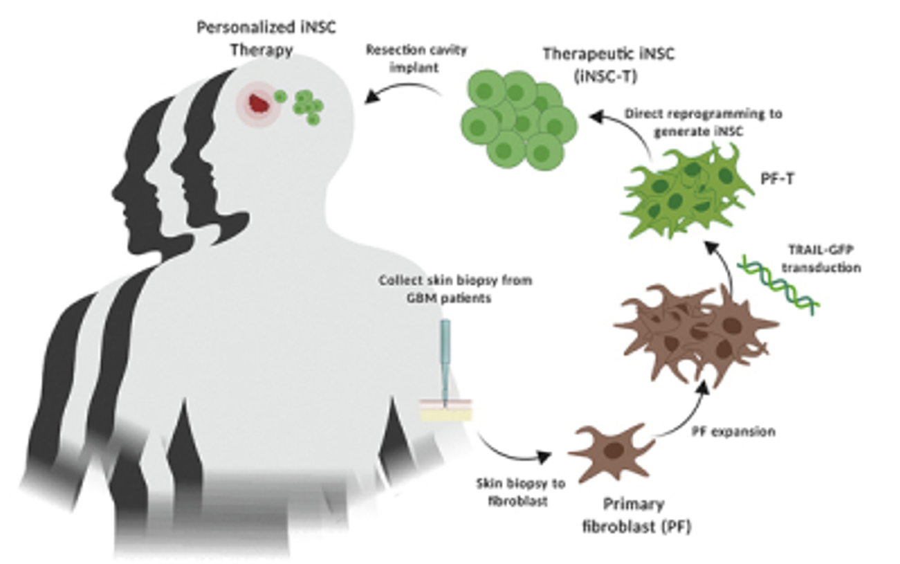 Neural Stem Cell Therapy – The Hingtgen Lab