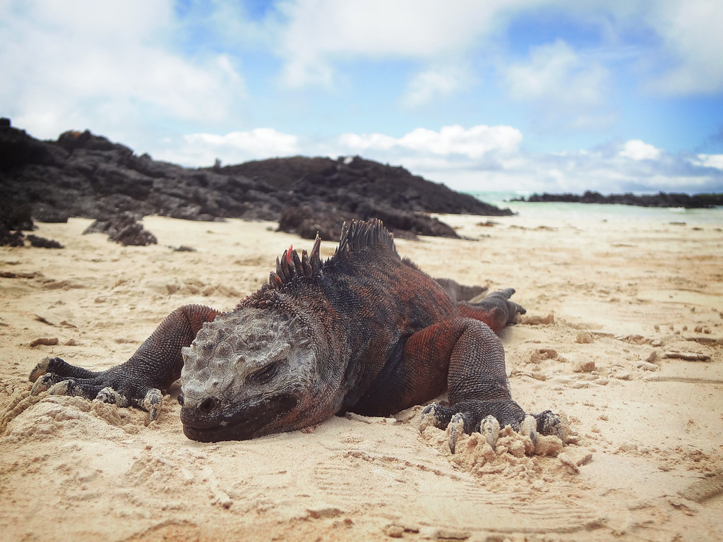 Closeup of a marine iguana on the beach.